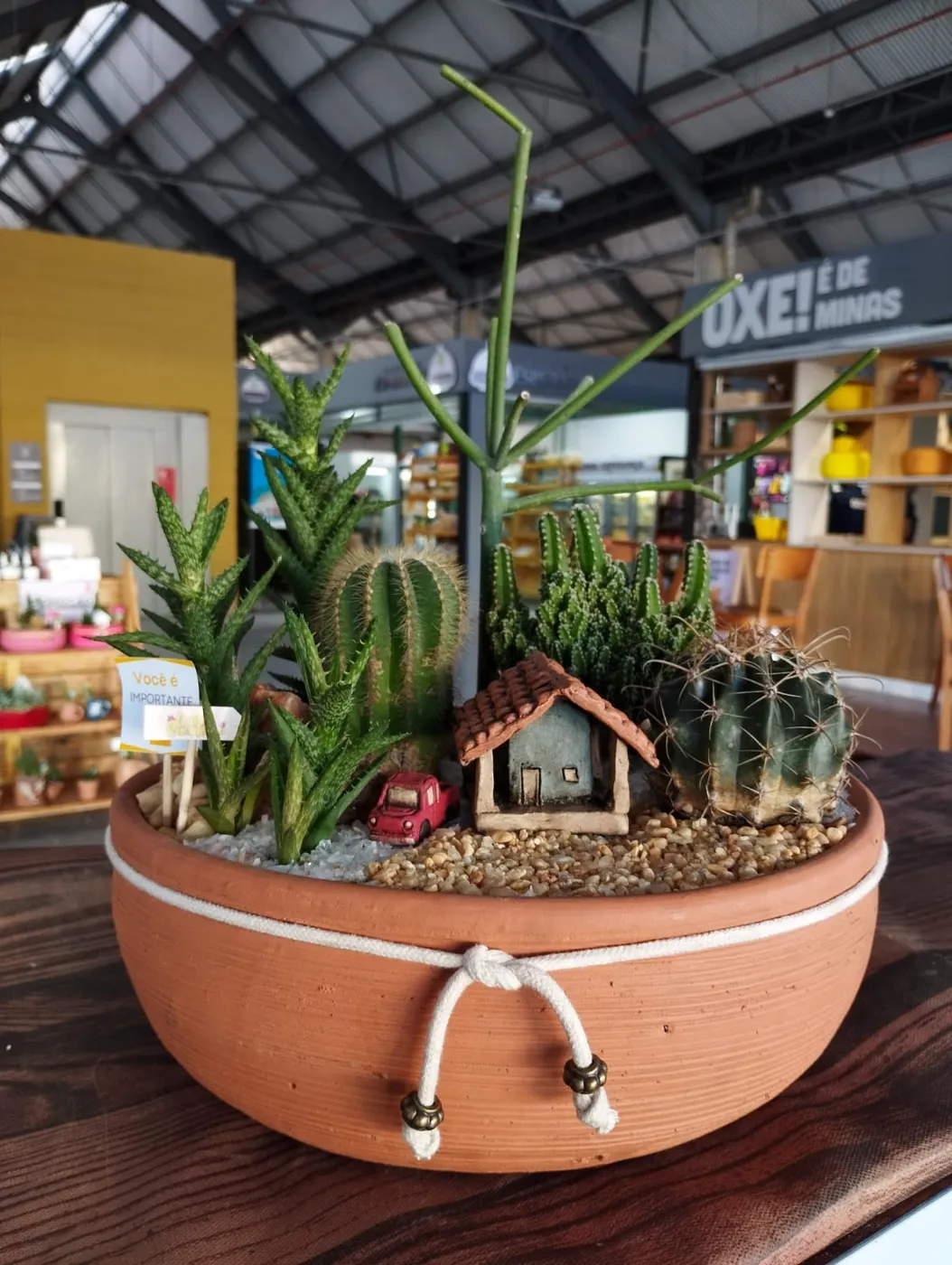 Minijardim personalizado do Quintal Suculento