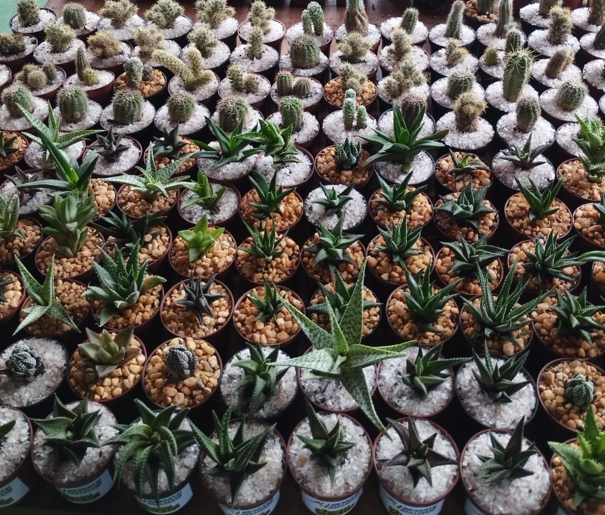 Lembranças personalizadas